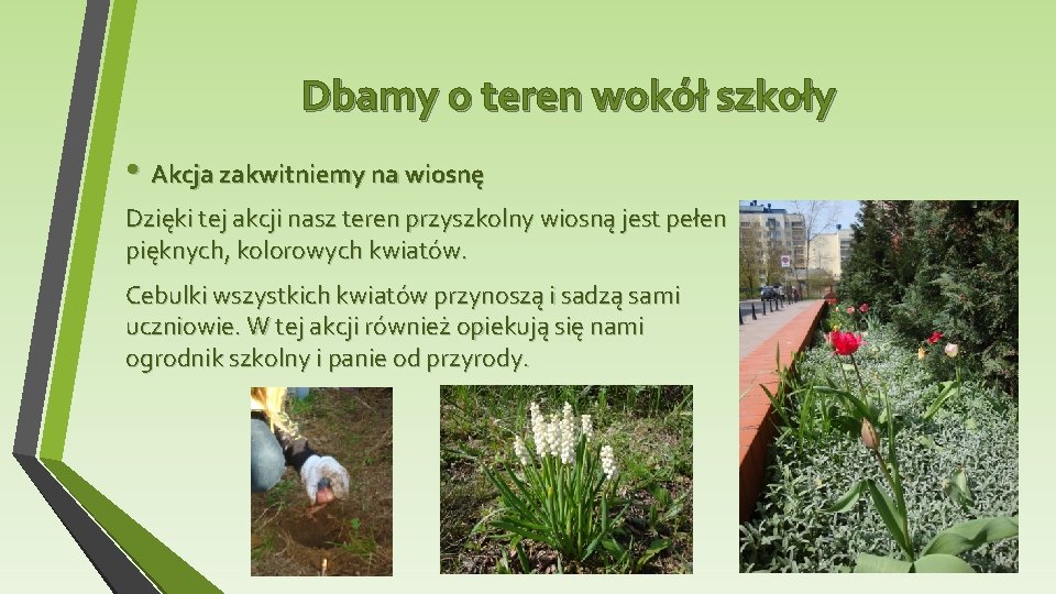 Dbamy o teren wokół szkoły • Akcja zakwitniemy na wiosnę Dzięki tej akcji nasz