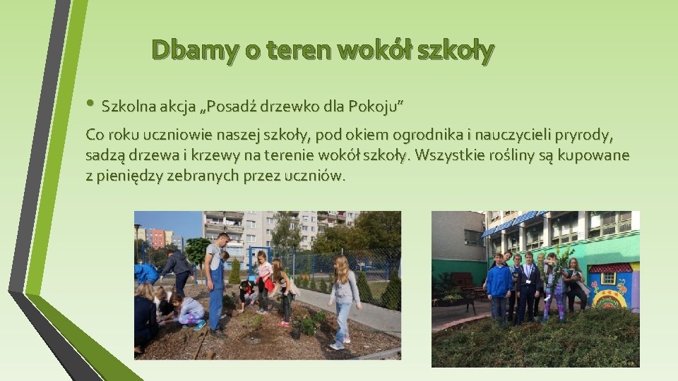 Dbamy o teren wokół szkoły • Szkolna akcja „Posadź drzewko dla Pokoju” Co roku