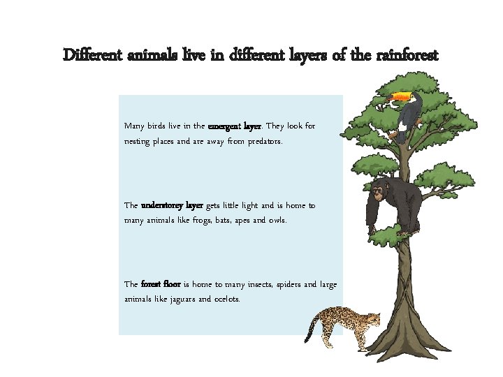 Different animals live in different layers of the rainforest Many birds live in the