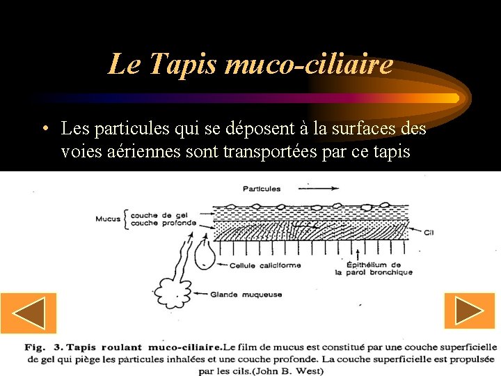 Le Tapis muco-ciliaire • Les particules qui se déposent à la surfaces des voies