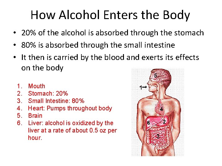 How Alcohol Enters the Body • 20% of the alcohol is absorbed through the