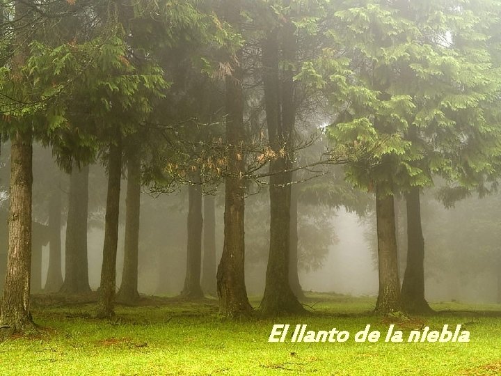 El llanto de la niebla 