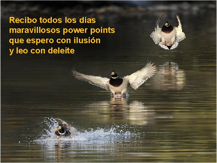 Recibo todos los días maravillosos power points que espero con ilusión y leo con