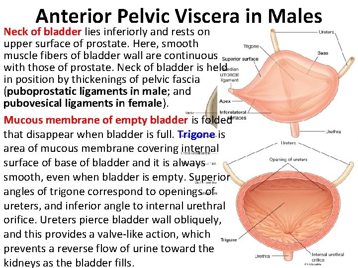 Anterior Pelvic Viscera in Males Neck of bladder lies inferiorly and rests on upper