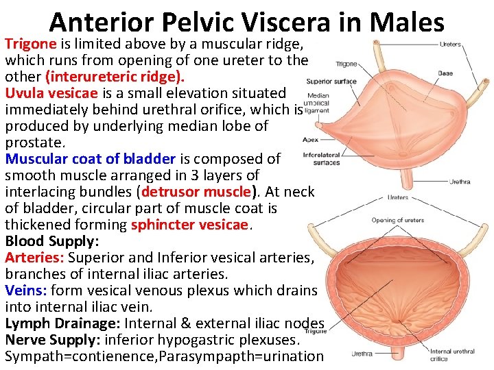 Anterior Pelvic Viscera in Males Trigone is limited above by a muscular ridge, which