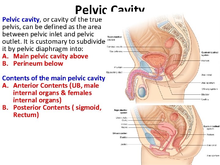 Pelvic Cavity Pelvic cavity, or cavity of the true pelvis, can be defined as