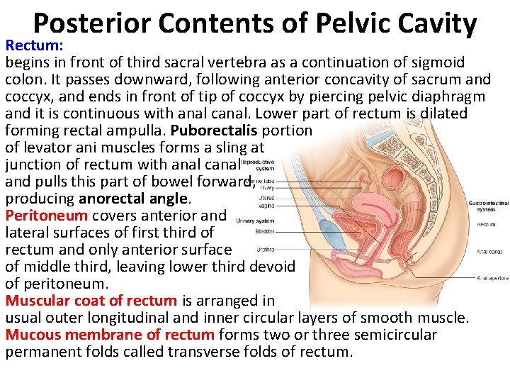 Posterior Contents of Pelvic Cavity Rectum: begins in front of third sacral vertebra as