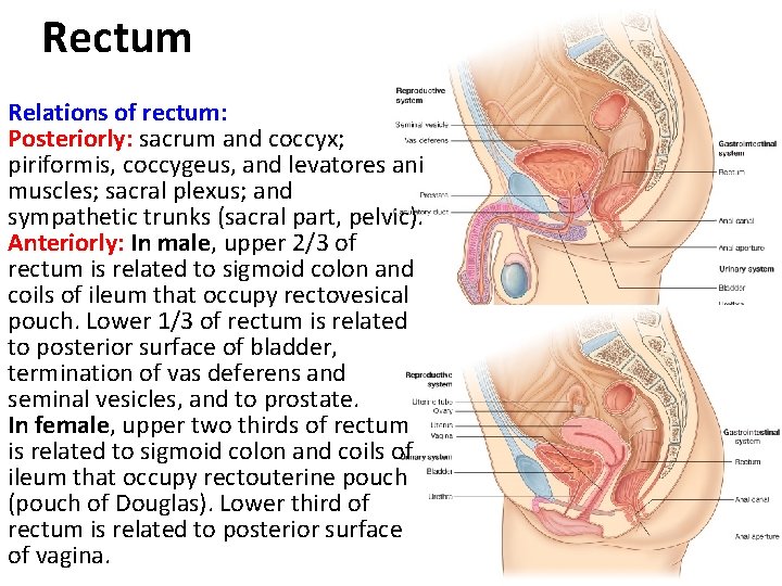 Rectum Relations of rectum: Posteriorly: sacrum and coccyx; piriformis, coccygeus, and levatores ani muscles;