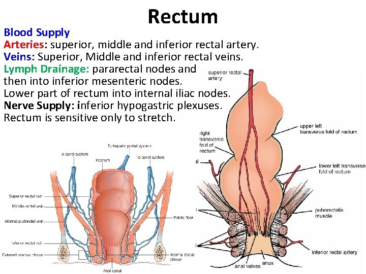 Rectum Blood Supply Arteries: superior, middle and inferior rectal artery. Veins: Superior, Middle and