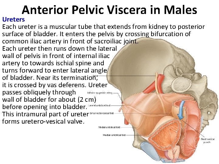Anterior Pelvic Viscera in Males Ureters Each ureter is a muscular tube that extends