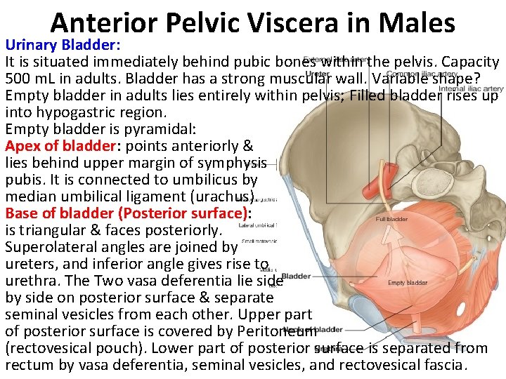 Anterior Pelvic Viscera in Males Urinary Bladder: It is situated immediately behind pubic bones
