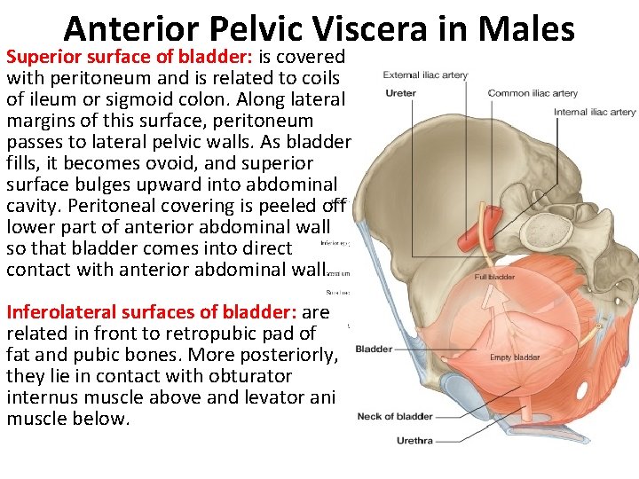 Anterior Pelvic Viscera in Males Superior surface of bladder: is covered with peritoneum and