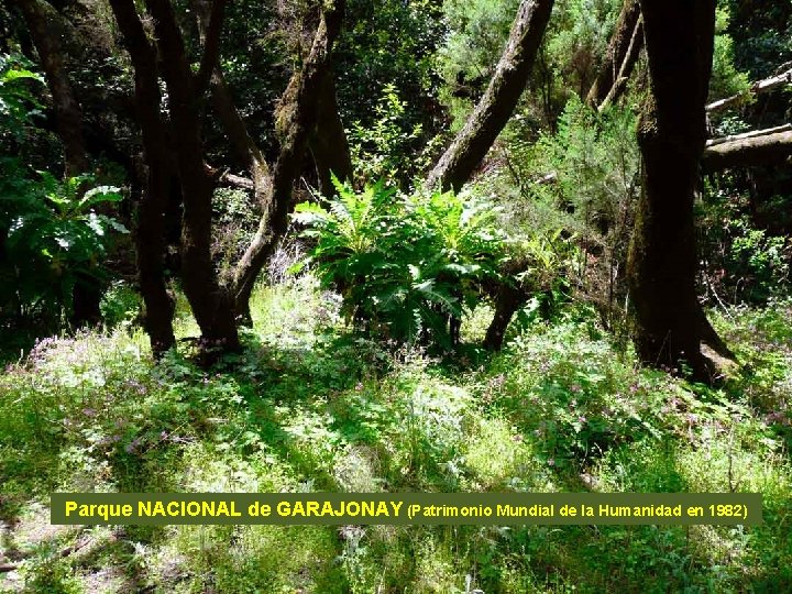 . . . Parque NACIONAL de GARAJONAY (Patrimonio Mundial de la Humanidad en 1982)