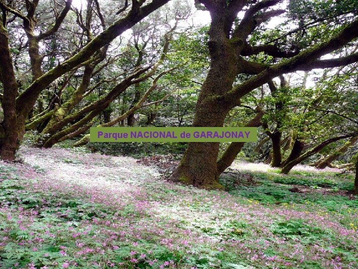 . . . Parque NACIONAL de GARAJONAY 