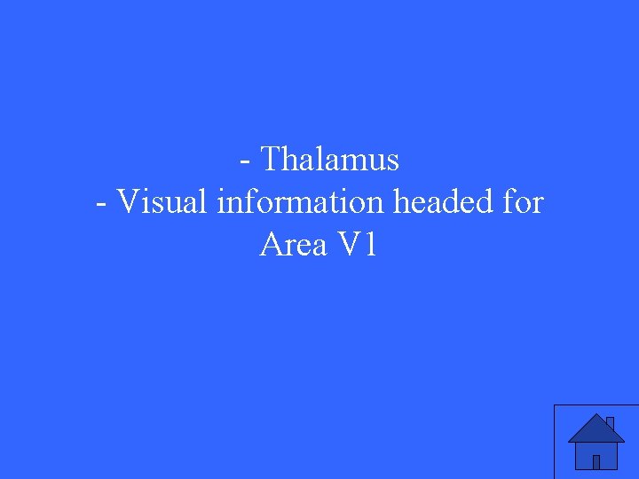 - Thalamus - Visual information headed for Area V 1 
