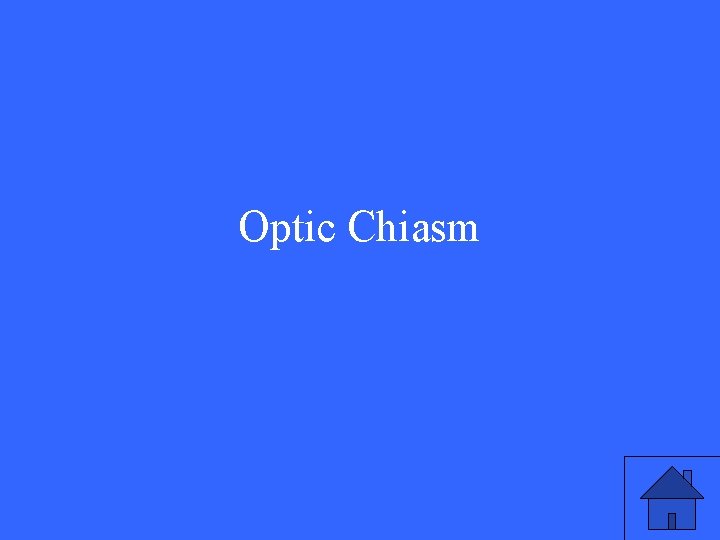 Optic Chiasm 