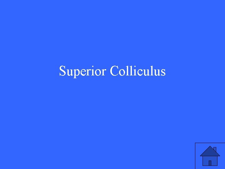 Superior Colliculus 
