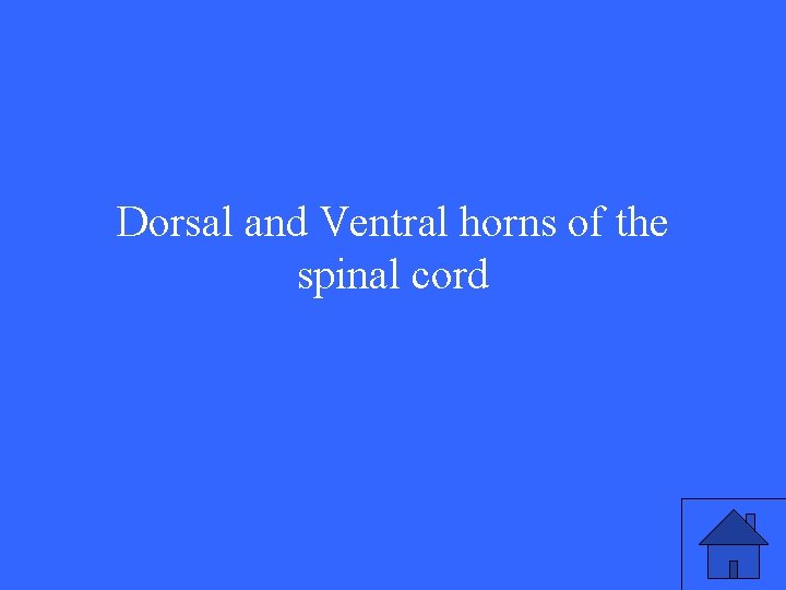 Dorsal and Ventral horns of the spinal cord 