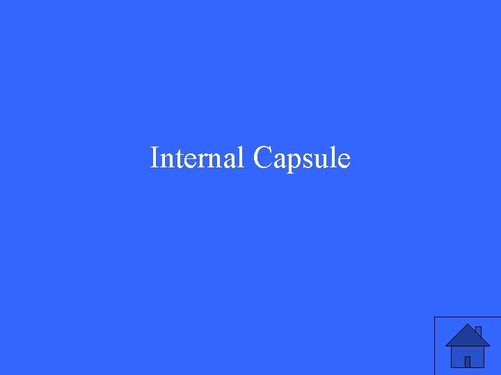 Internal Capsule 