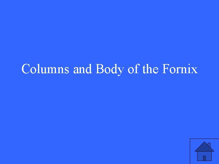 Columns and Body of the Fornix 