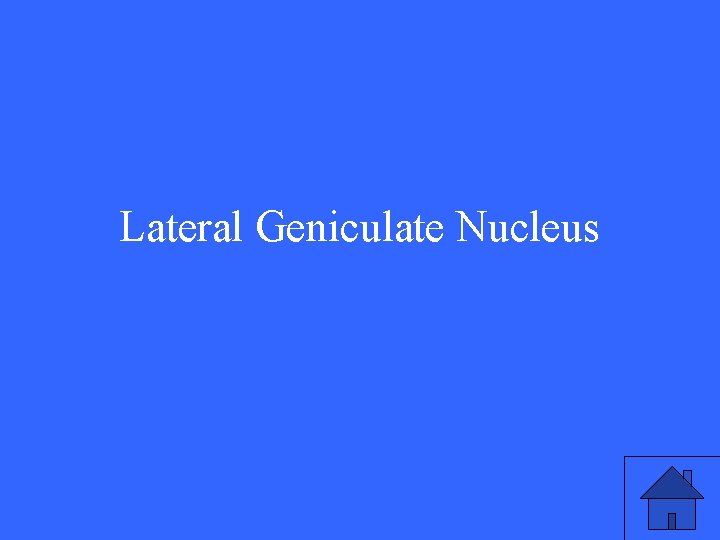 Lateral Geniculate Nucleus 