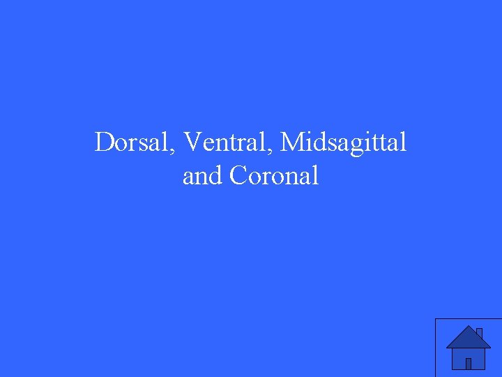 Dorsal, Ventral, Midsagittal and Coronal 