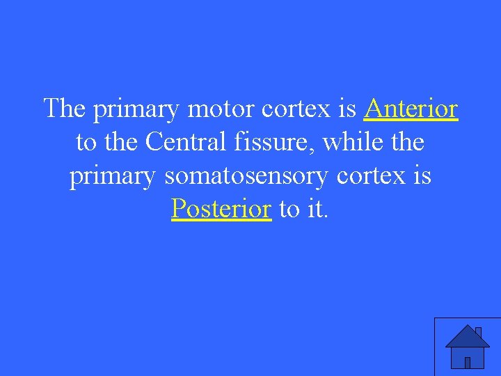 The primary motor cortex is Anterior to the Central fissure, while the primary somatosensory