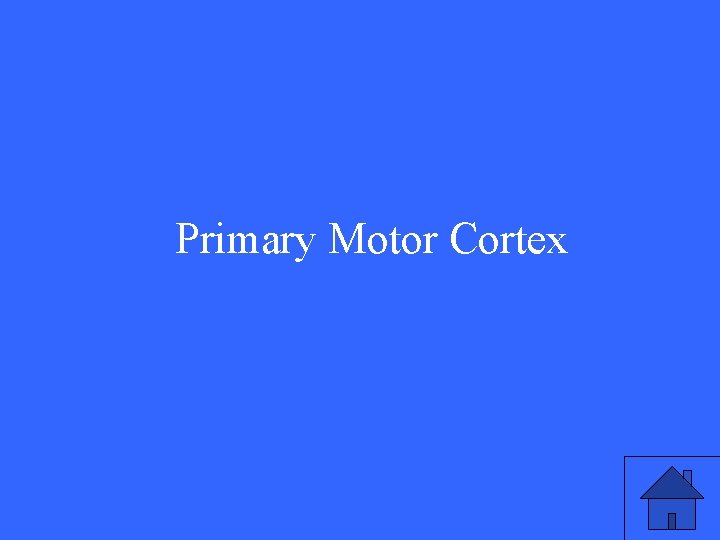 Primary Motor Cortex 