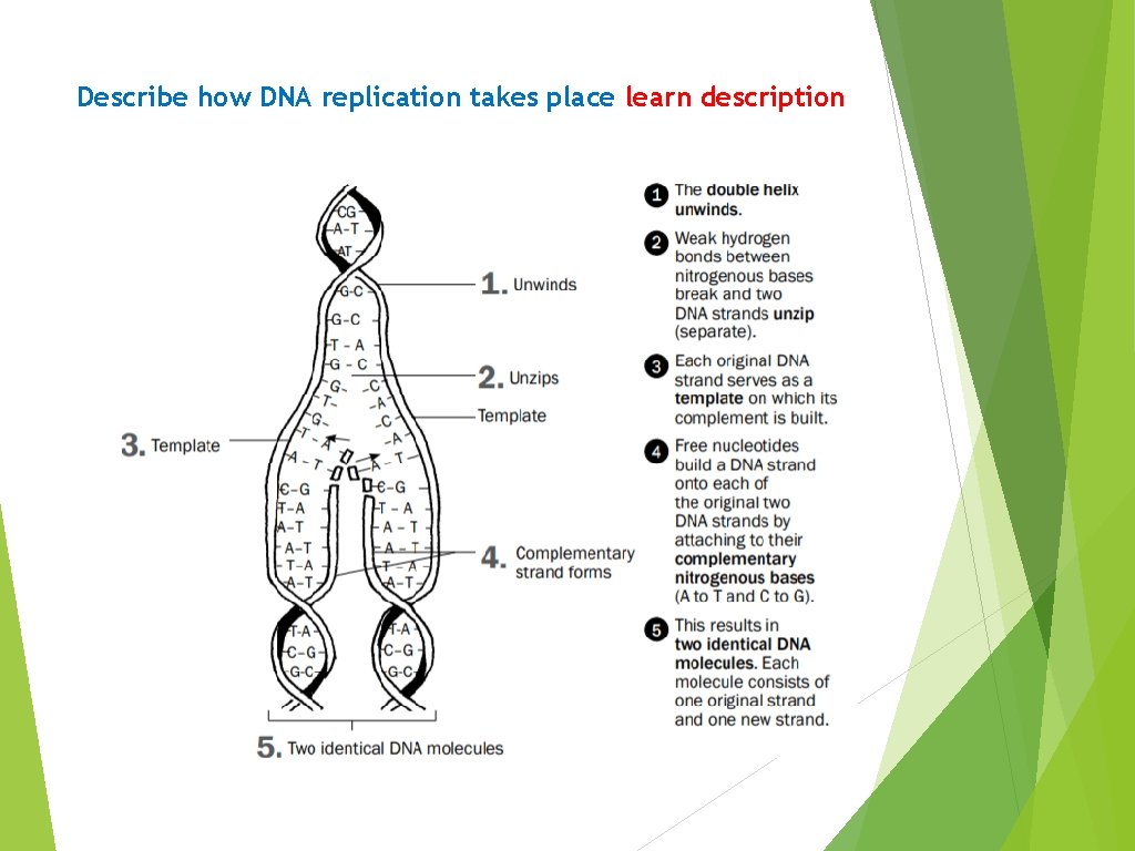 Describe how DNA replication takes place learn description Describe how DNA replication takes place learn description