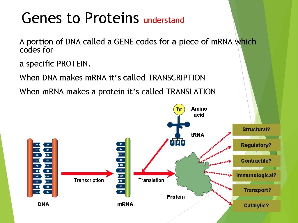 Genes to Proteins understand A portion of DNA called a GENE codes for a Genes to Proteins understand A portion of DNA called a GENE codes for a