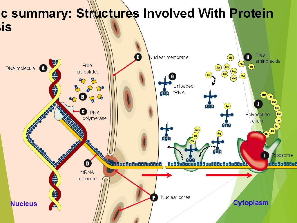 ic summary: Structures Involved With Protein sis Nuclear membrane DNA molecule Free nucleotides Free ic summary: Structures Involved With Protein sis Nuclear membrane DNA molecule Free nucleotides Free