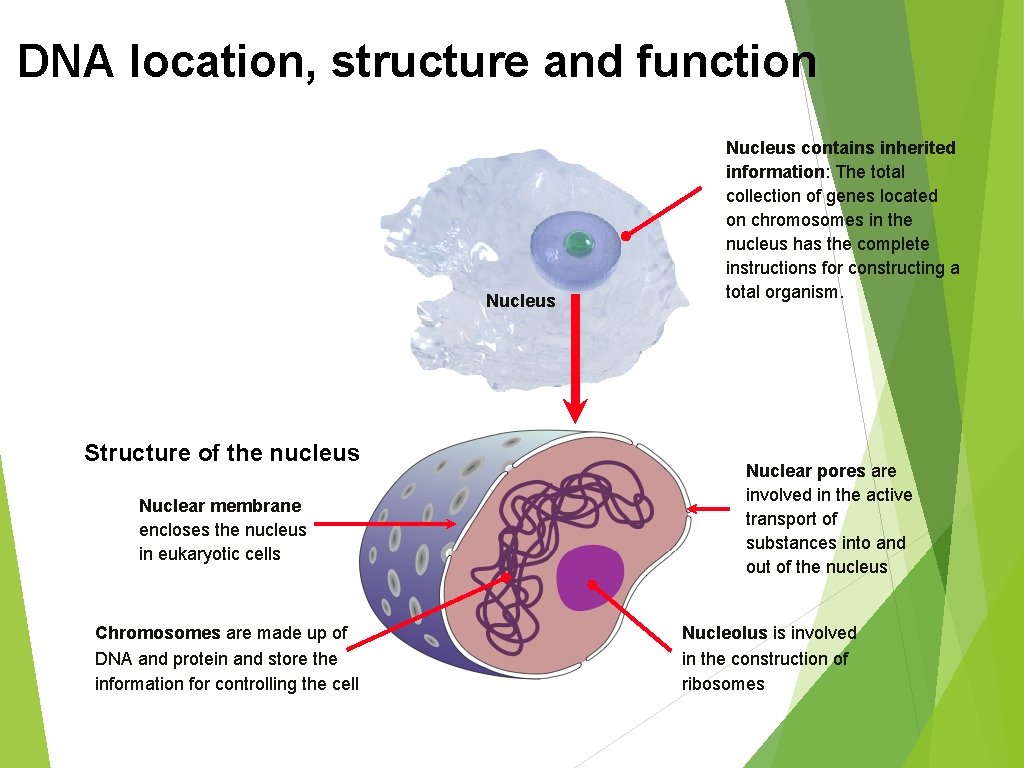 DNA location, structure and function Nucleus Structure of the nucleus Nuclear membrane encloses the DNA location, structure and function Nucleus Structure of the nucleus Nuclear membrane encloses the
