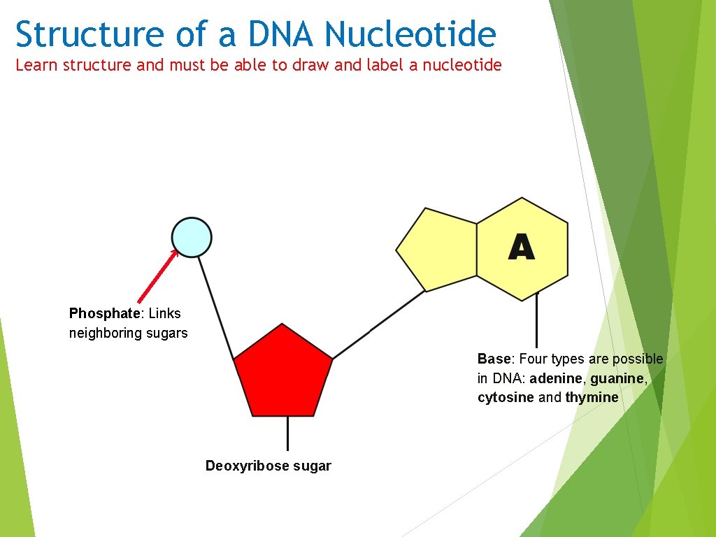 Structure of a DNA Nucleotide Learn structure and must be able to draw and Structure of a DNA Nucleotide Learn structure and must be able to draw and