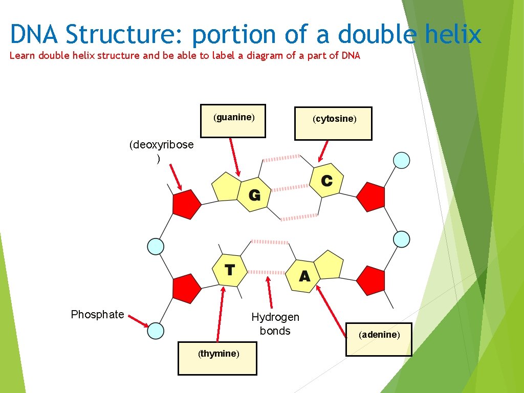 DNA Structure: portion of a double helix Learn double helix structure and be able DNA Structure: portion of a double helix Learn double helix structure and be able