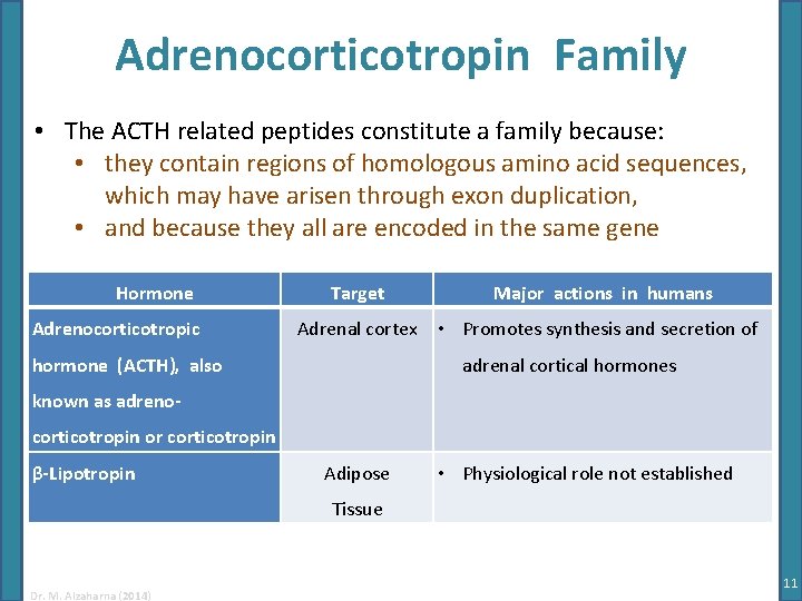 Adrenocorticotropin Family • The ACTH related peptides constitute a family because: • they contain