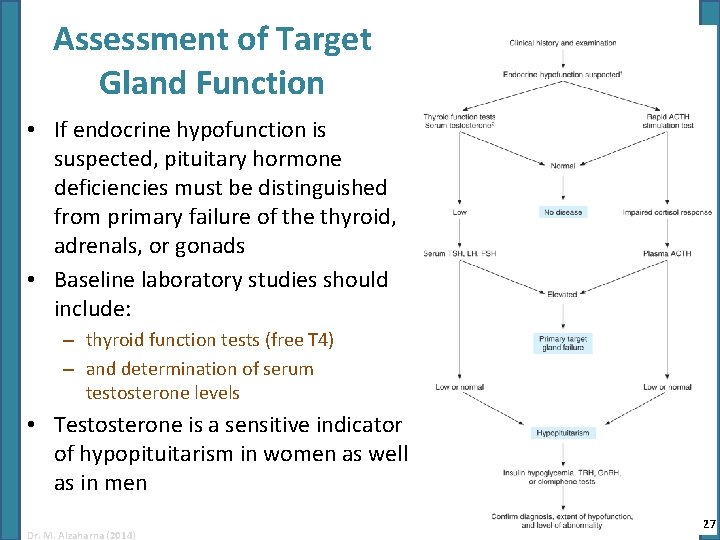 Assessment of Target Gland Function • If endocrine hypofunction is suspected, pituitary hormone deficiencies