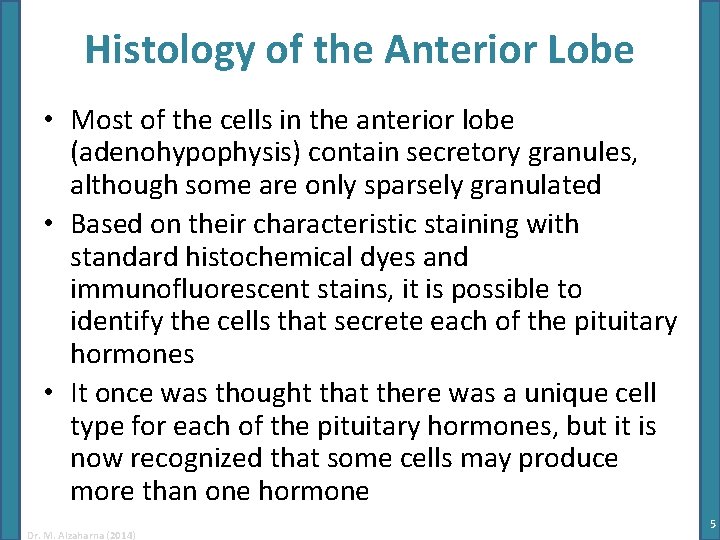 Histology of the Anterior Lobe • Most of the cells in the anterior lobe