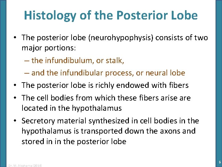 Histology of the Posterior Lobe • The posterior lobe (neurohypophysis) consists of two major