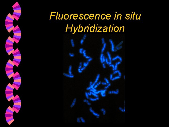 Fluorescence in situ Hybridization 