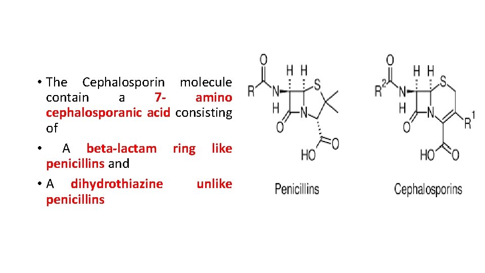  • The Cephalosporin molecule contain a 7 amino cephalosporanic acid consisting of •