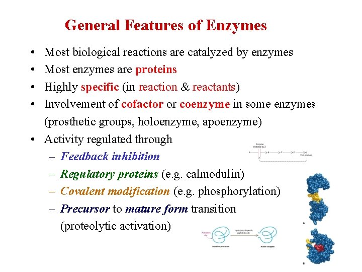 General Features of Enzymes • • Most biological reactions are catalyzed by enzymes Most