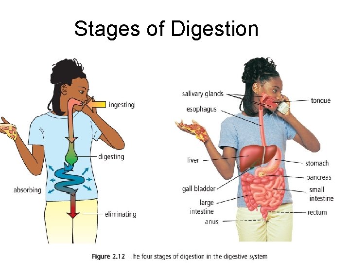 Stages of Digestion 