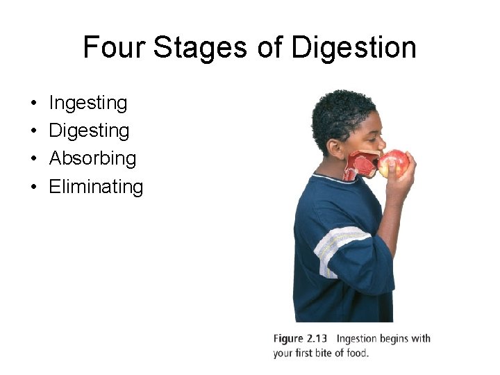 Four Stages of Digestion • • Ingesting Digesting Absorbing Eliminating 