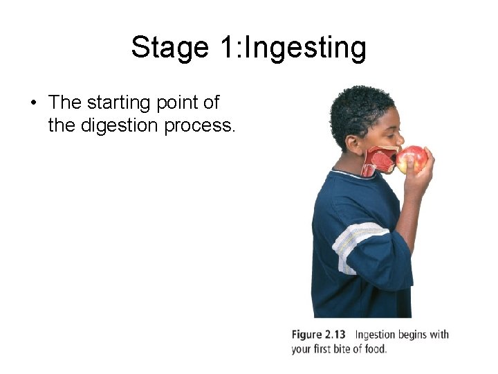 Stage 1: Ingesting • The starting point of the digestion process. 