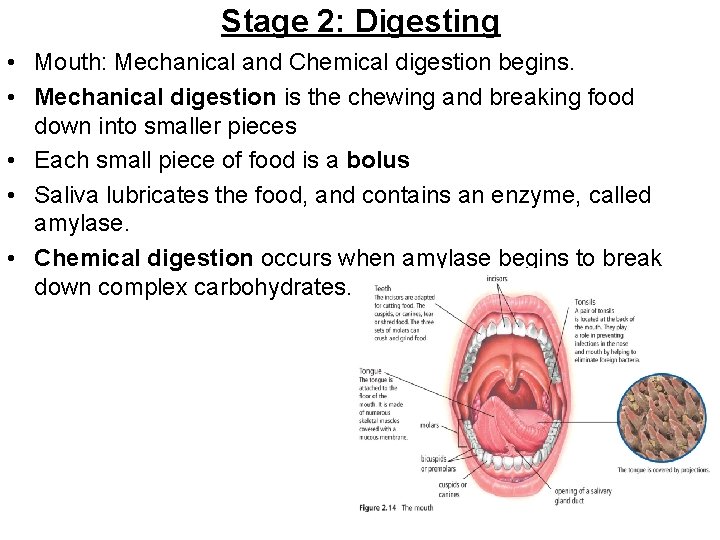 Stage 2: Digesting • Mouth: Mechanical and Chemical digestion begins. • Mechanical digestion is