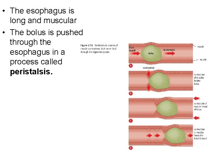  • The esophagus is long and muscular • The bolus is pushed through