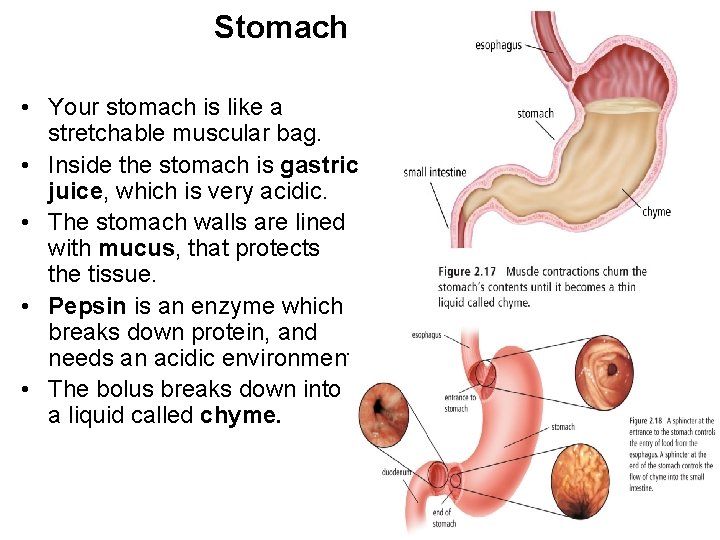 Stomach • Your stomach is like a stretchable muscular bag. • Inside the stomach