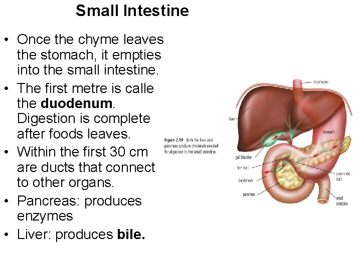Small Intestine • Once the chyme leaves the stomach, it empties into the small