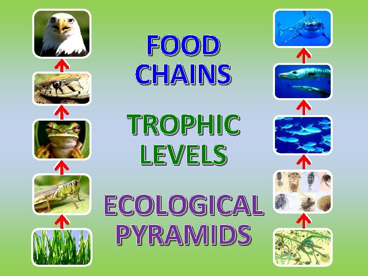 FOOD CHAINS TROPHIC LEVELS ECOLOGICAL PYRAMIDS 