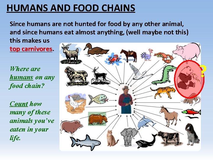 HUMANS AND FOOD CHAINS Since humans are not hunted for food by any other